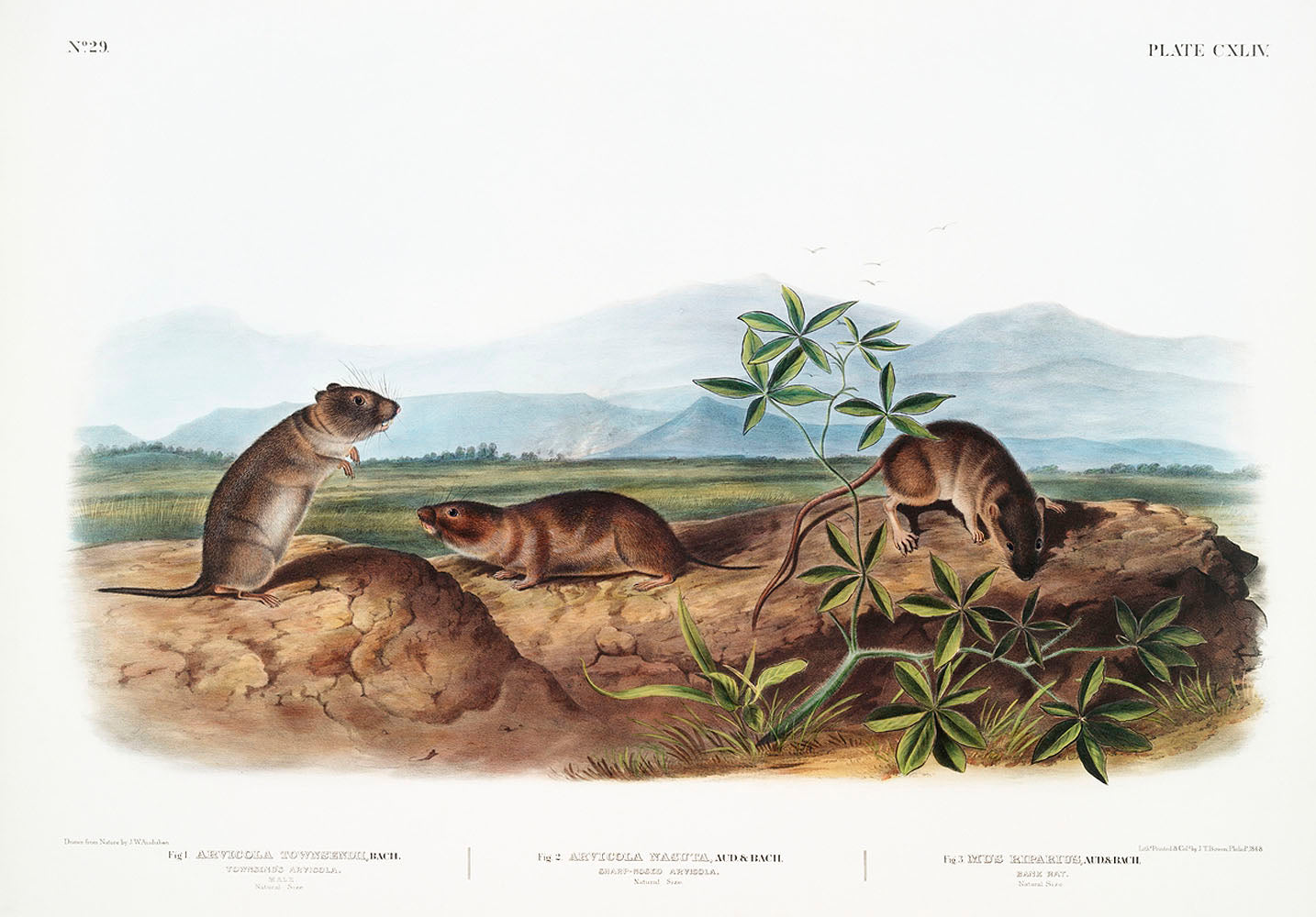 Townsend's Arvicola (Arvicola Townsendii), Sharp-nosed Arvicola (Arvicola nasuta) and Bank Rat by John James Audubon