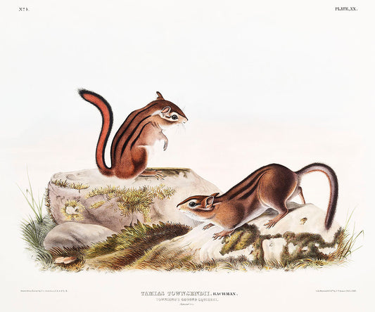 Townsend's Ground Squirrel (Tamias Townsendii) by John James Audubon -WEB