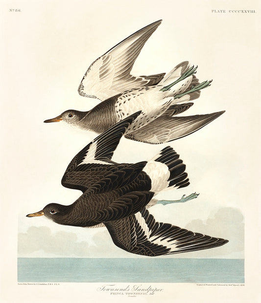 Townsend's Sandpiper from Birds of America (1827) by John James Audubon