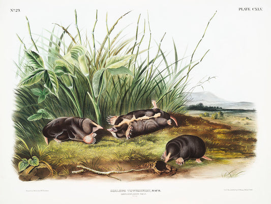Townsend's Shrew Mole (Scalops Townsendii) by John James Audubon -WEB