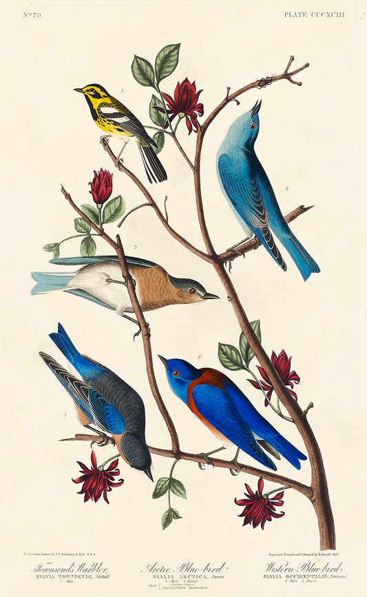Townsend's Warbler, Arctic Blue-bird and Western Blue-bird from Birds of America (1827) by John James Audubon