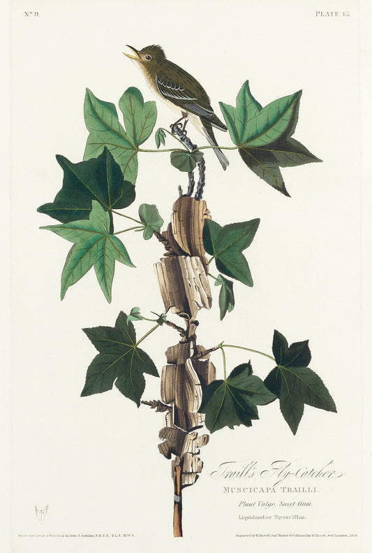 Traill's Flycatcher from Birds of America (1827) by John James Audubon