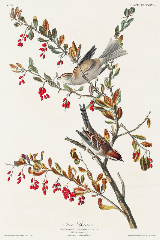 Tree Sparrow from Birds of America (1827) by John James Audubon
