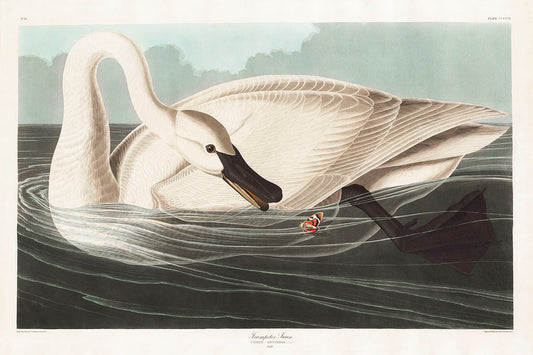 Trumpeter Swan from Birds of America (1827) by John James Audubon