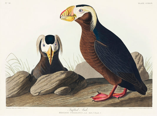 Tufted Auk from Birds of America (1827) by John James Audubon