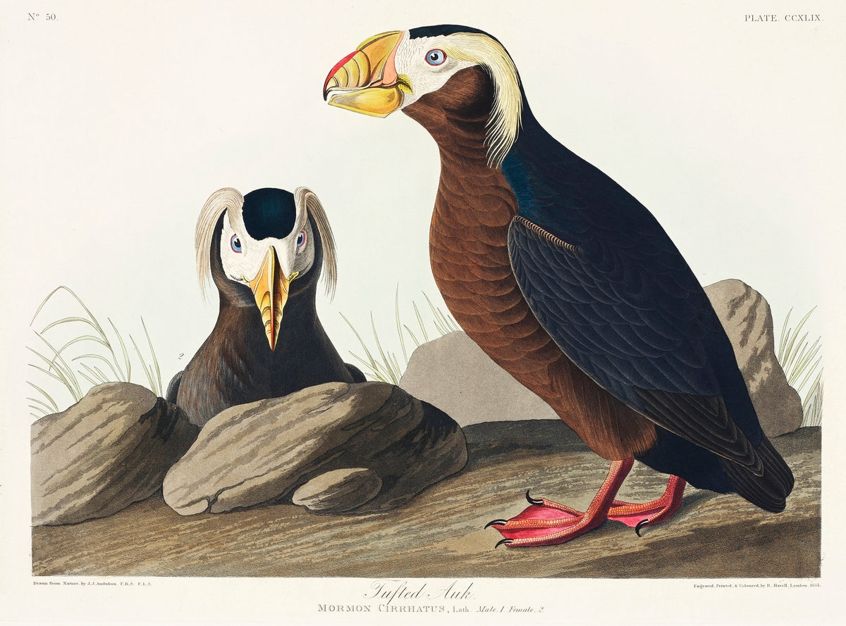 Tufted Auk from Birds of America (1827) by John James Audubon -WEB