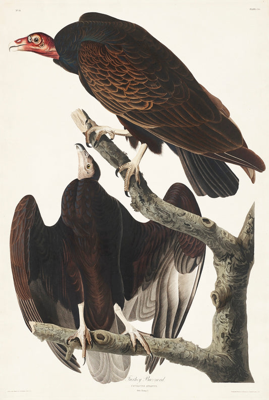 Turkey Buzzard from Birds of America (1827) by John James Audubon