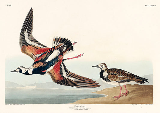 Turn-stone from Birds of America (1827) by John James Audubon