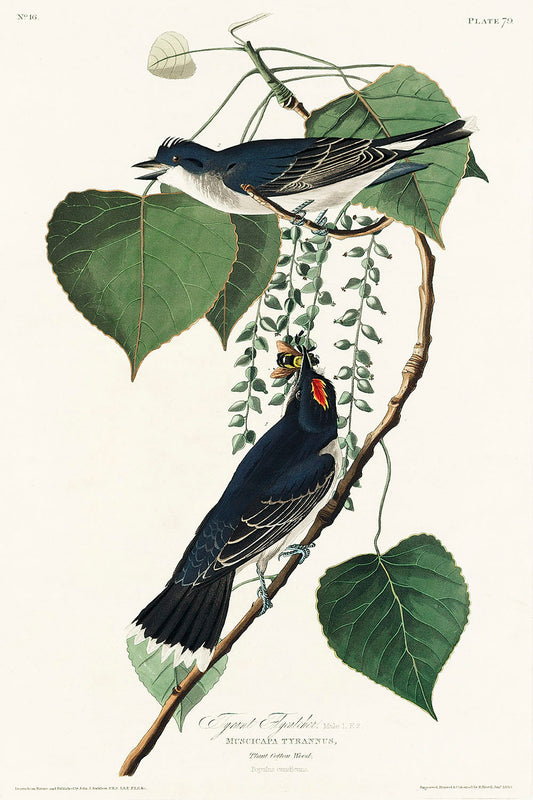 Tyrant Fly-catcher from Birds of America (1827) by John James Audubon
