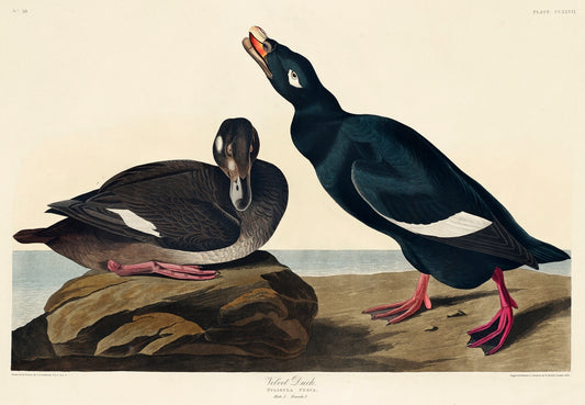 Velvet Duck from Birds of America (1827) by John James Audubon