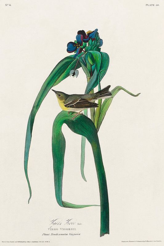Vigors Vireo from Birds of America (1827) by John James Audubon