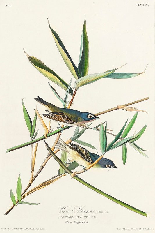 Vireo Solitarius from Birds of America (1827) by John James Audubon