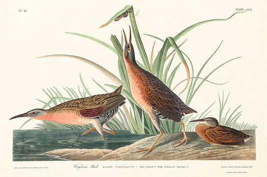 Virginia Rail from Birds of America (1827) by John James Audubon
