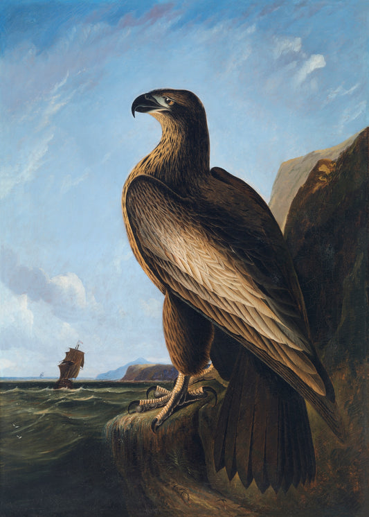 Washington Sea Eagle (ca. 1836–1839) by John James Audubon