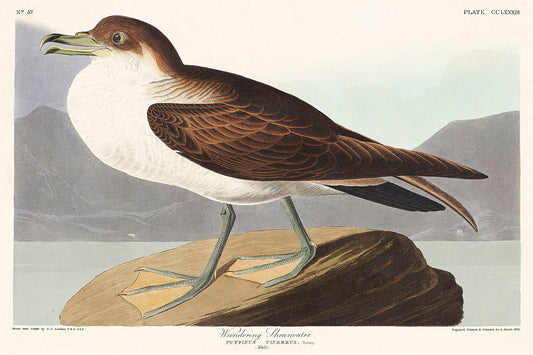 Wandering Shearwater from Birds of America (1827) by John James Audubon