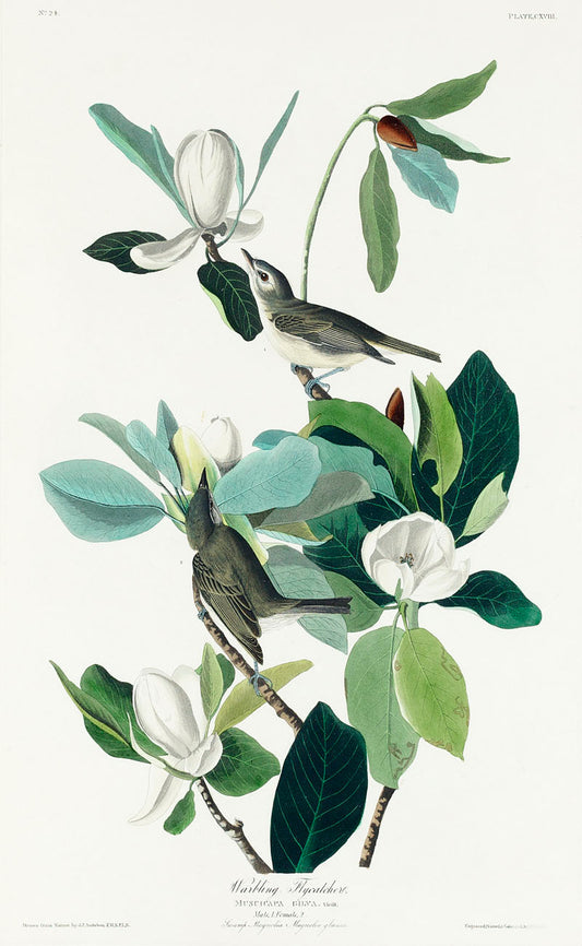 Warbling Flycatcher from Birds of America (1827) by John James Audubon