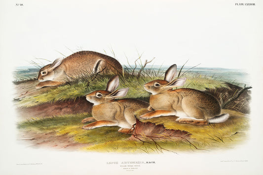 Warm Wood Hare by John J. Audubon - Print Only