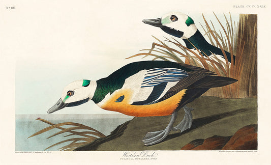 Western Duck from Birds of America (1827) by John James Audubon