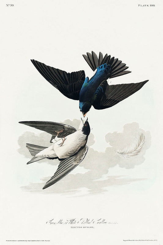 White-bellied Swallow from Birds of America (1827) by John James Audubon
