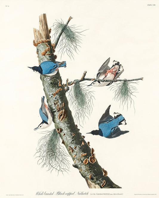 White-breasted Black-capped Nuthatch from Birds of America (1827) by John James Audubon