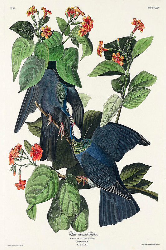 White-crowned Pigeon from Birds of America (1827) by John James Audubon