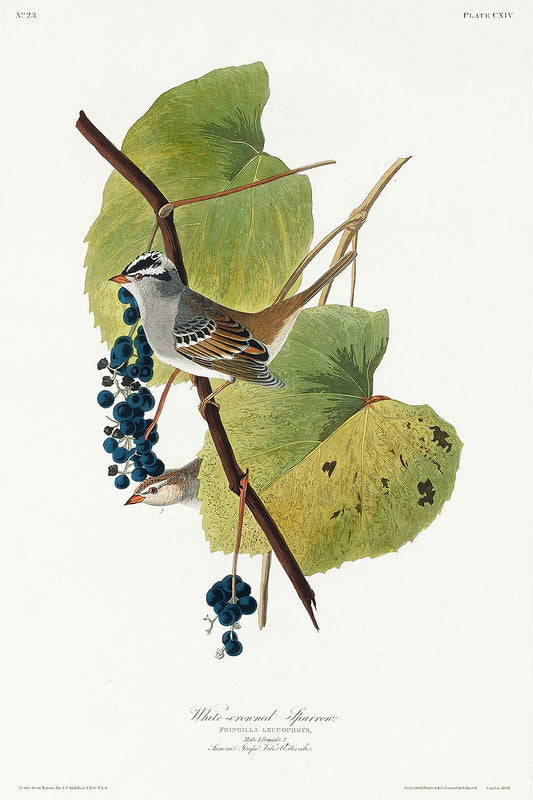 White-crowned Sparrow from Birds of America (1827) by John James Audubon