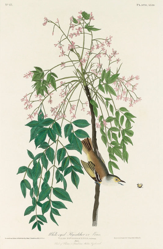 White-eyed Flycatcher, or Vireo from Birds of America (1827)by John James Audubon