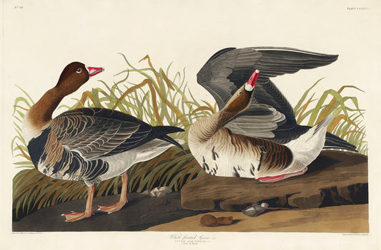 White-fronted Goose from Birds of America (1827) by John James Audubon