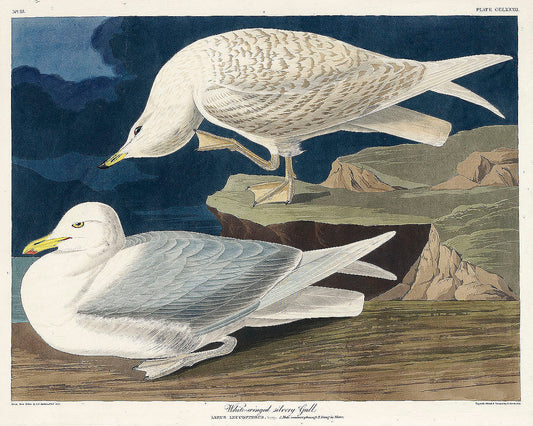 White-winged Crossbill from Birds of America (1827) by John James Audubon