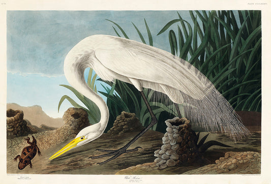 White Heron from Birds of America (1827) by John James Audubon