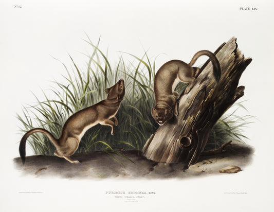 White Weasel, Stoat (Puttorius ermninea) by John James Audubon