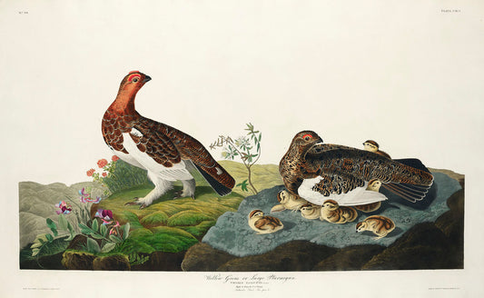 Willow Grouse, or Large Ptarmigan from Birds of America (1827) by John James Audubon