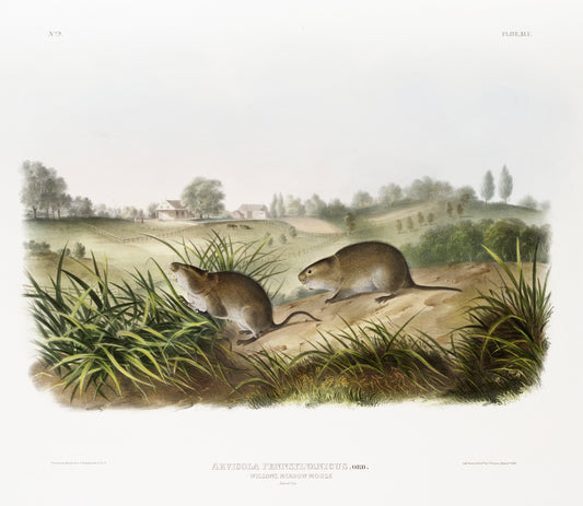 Wilson's Meadow Mouse (Arvicola Pennsylvanicus) by John James Audubon