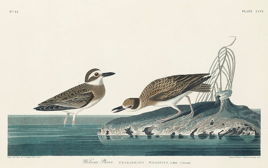 Wilson's Plover from Birds of America (1827) by John James Audubon
