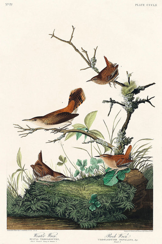 Winter Wren and Rock Wren from Birds of America (1827) by John James Audubon