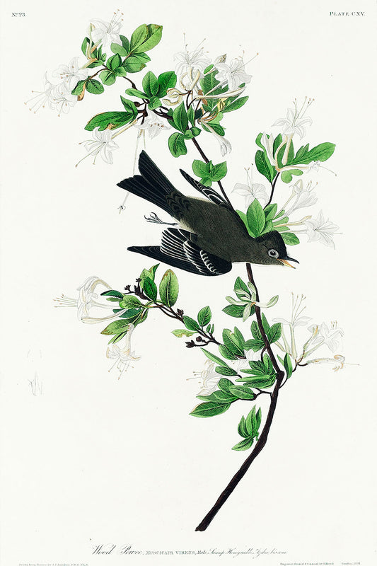 Wood Pewee from Birds of America (1827) by John James Audubon