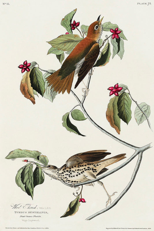 Wood Thrush from Birds of America (1827) by John James Audubon