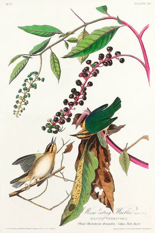 Worm eating Warbler from Birds of America (1827) by John James Audubon
