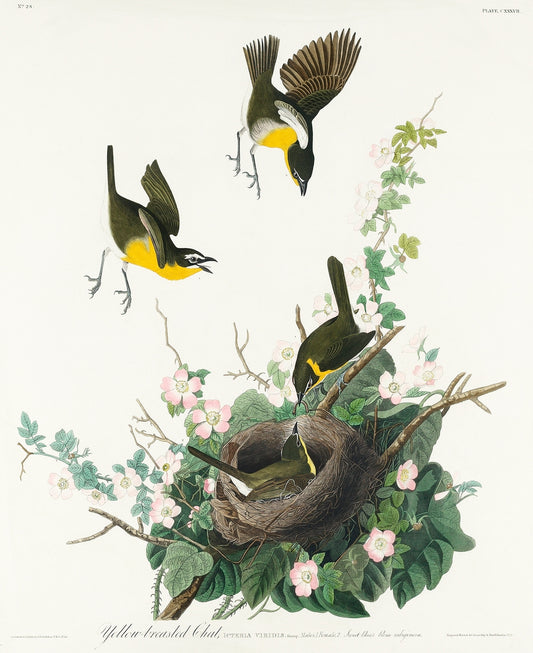 Yellow-breasted Chat from Birds of America (1827) by John James Audubon