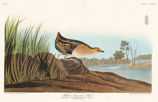 Yellow-breasted Rail from Birds of America (1827) by John James Audubon