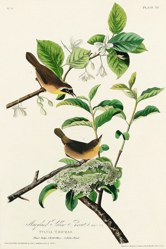 Yellow-breasted Warbler from Birds of America (1827) by John James Audubon