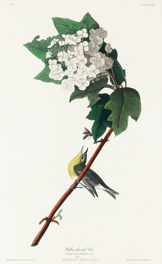 Yellow-throated Vireo from Birds of America (1827) by John James Audubon