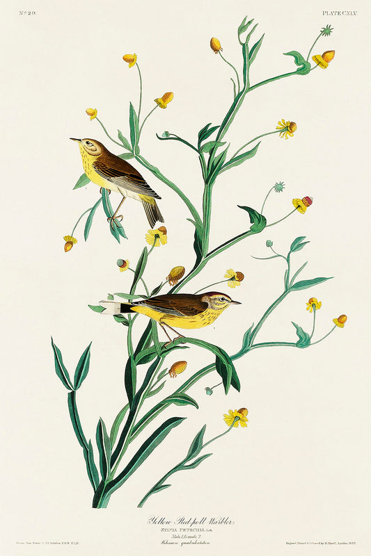 Yellow Red-poll Warbler from Birds of America (1827) by John James Audubon