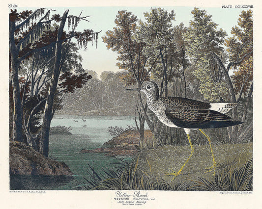 Yellow Shank from Birds of America (1827) by John James Audubon