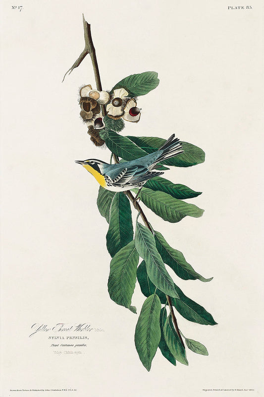 Yellow Throated Warbler from Birds of America (1827) by John James Audubon