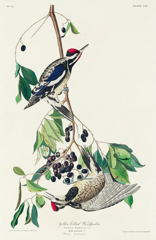 Yellow bellied Woodpecker; S. varius from Birds of America (1827) by John James Audubon