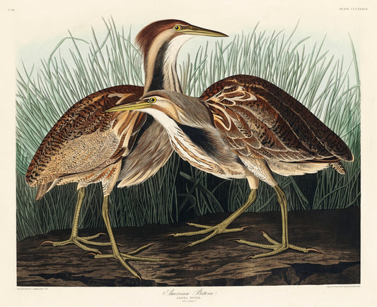 American Bittern from Birds of America (1827) by John James Audubon