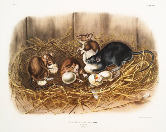 Black Rat (Mus Rattus et var) by John James Audubon