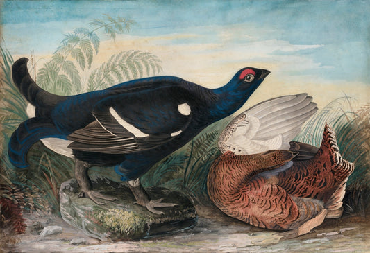 English Black Cocks (1828) by John James Audubon
