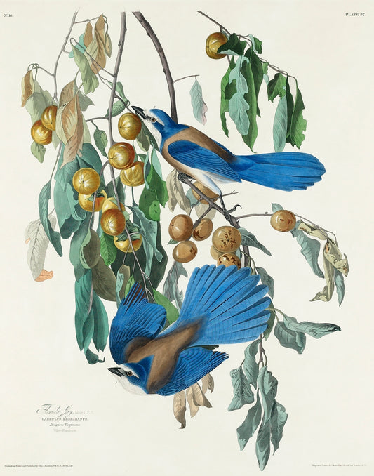 Florida Jay from Birds of America (1827) by John James Audubon